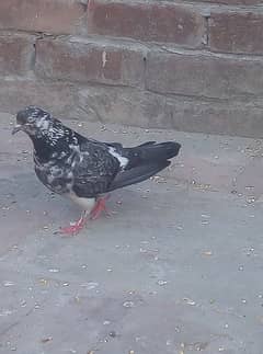 Pigeons 0