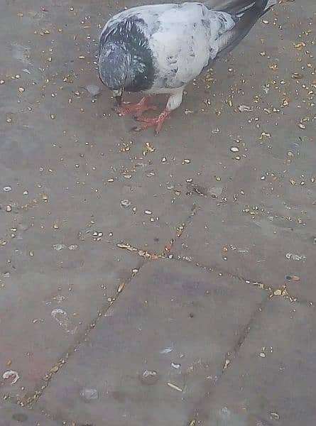 Pigeons 3