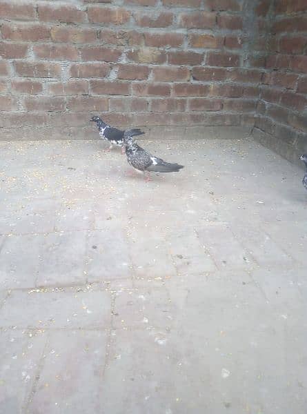 Pigeons 6
