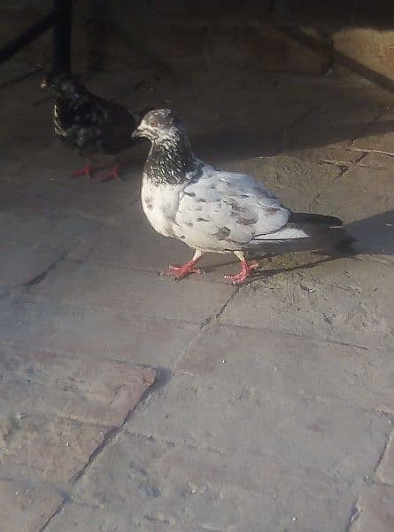 Pigeons 7