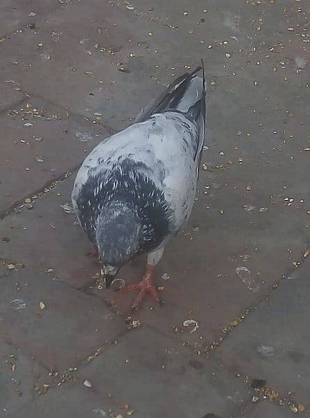 Pigeons 8