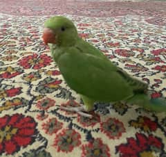 Green Parrot 1 Month Hand Tame