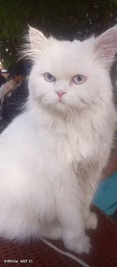 Persian cat for meeting available