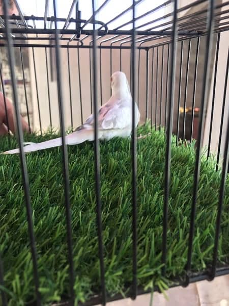 blue pied full wash female Red pied breeder pair and Diamond pied dove 13