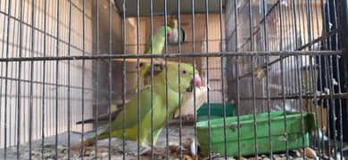 ringneck green parrots setup for sale 0