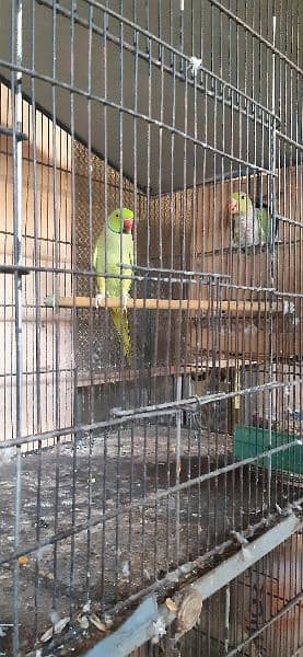ringneck green parrots setup for sale 1