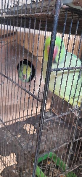 ringneck green parrots setup for sale 2