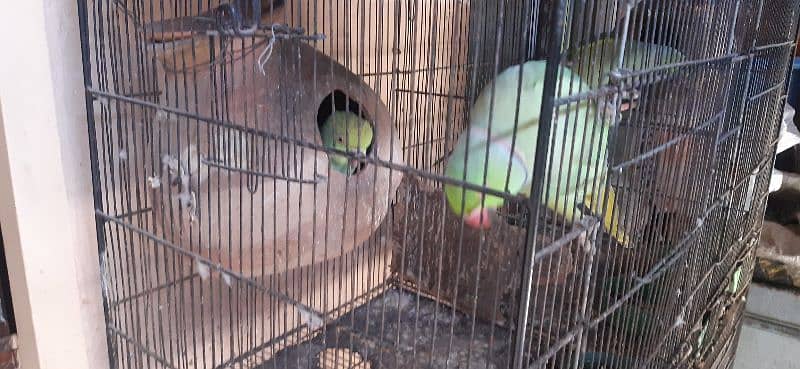 ringneck green parrots setup for sale 3