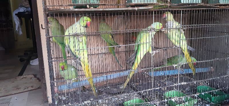 ringneck green parrots setup for sale 4