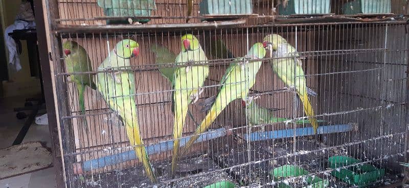 ringneck green parrots setup for sale 5