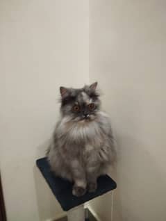 Gray Persian cat kitten