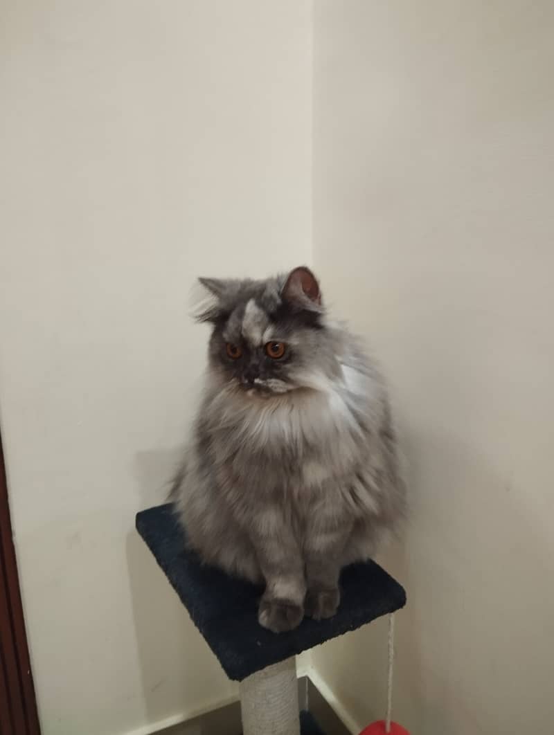 Gray Persian cat kitten 1