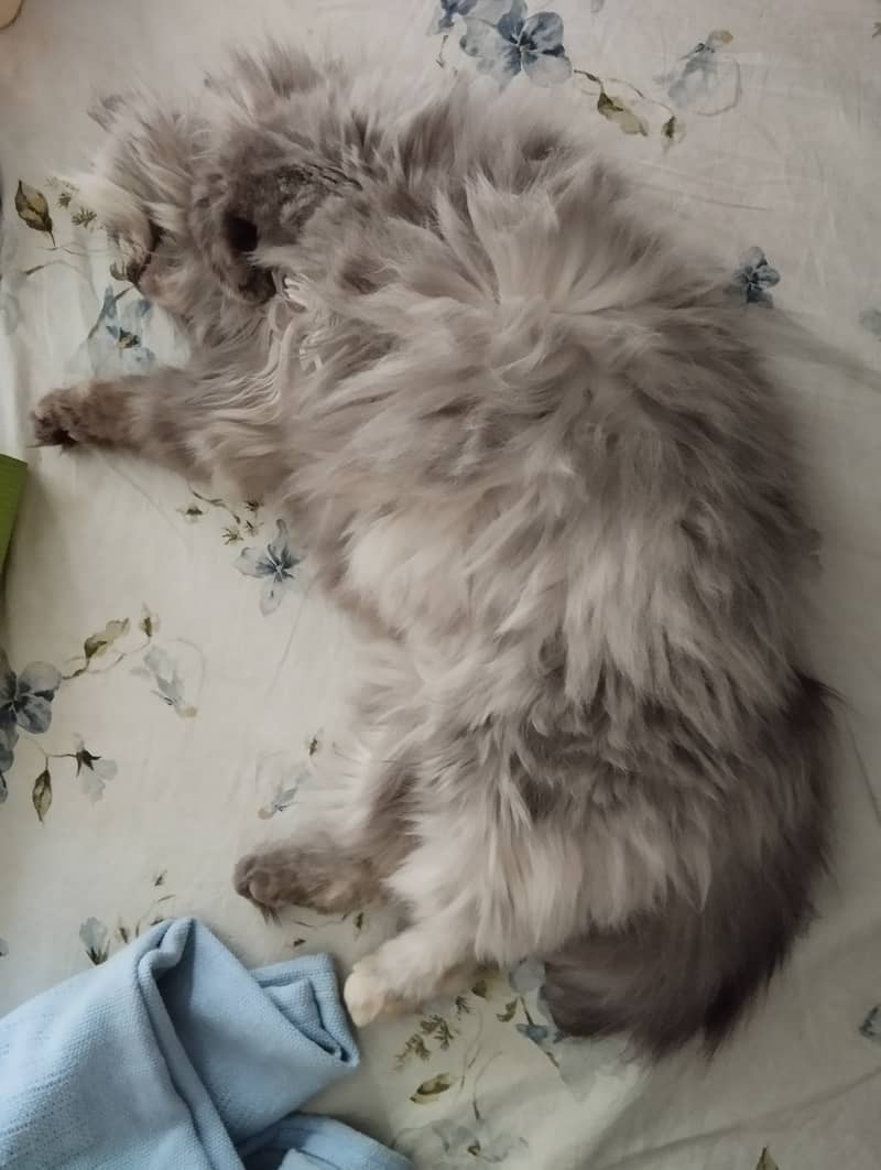 Gray Persian cat kitten 2
