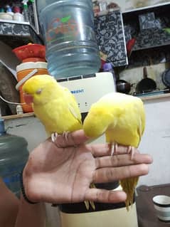 yellow ringneck pair
