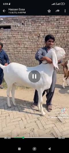 Eight Goat (bakra) available for sale