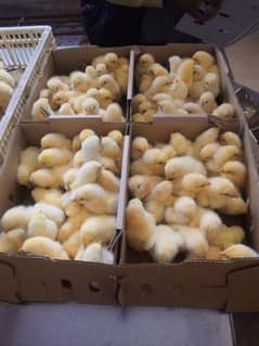 Original broiler chicks &Goldan misri chicks available