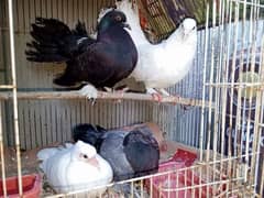 lacka pigeon  2 breeder pair's 1 pair phatha for sale 0