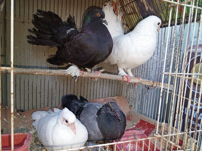 lacka pigeon  2 breeder pair's 1 pair phatha for sale 1