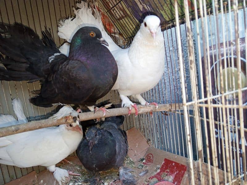 lacka pigeon  2 breeder pair's 1 pair phatha for sale 2