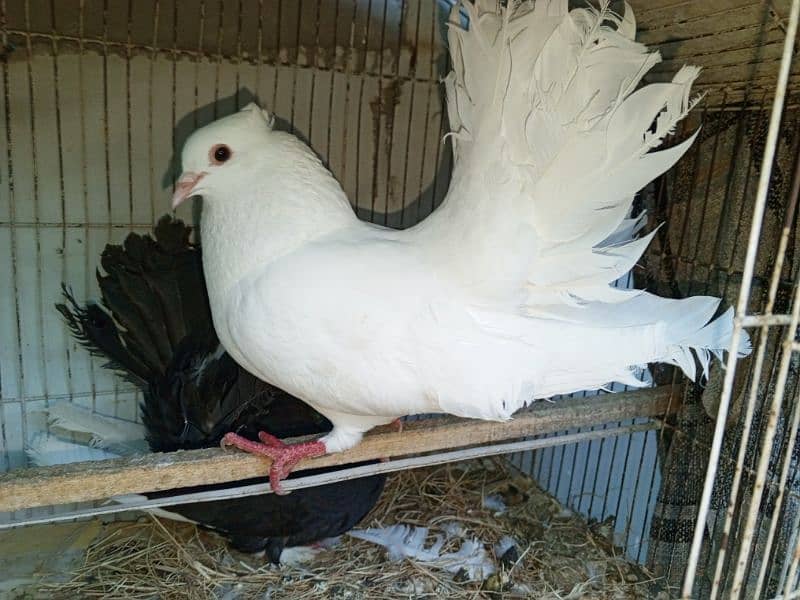 lacka pigeon  2 breeder pair's 1 pair phatha for sale 3