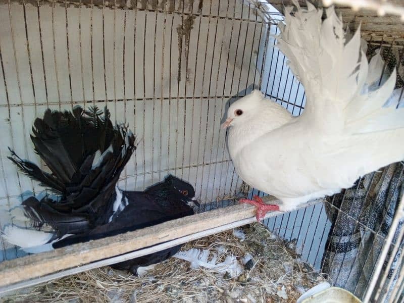 lacka pigeon  2 breeder pair's 1 pair phatha for sale 4