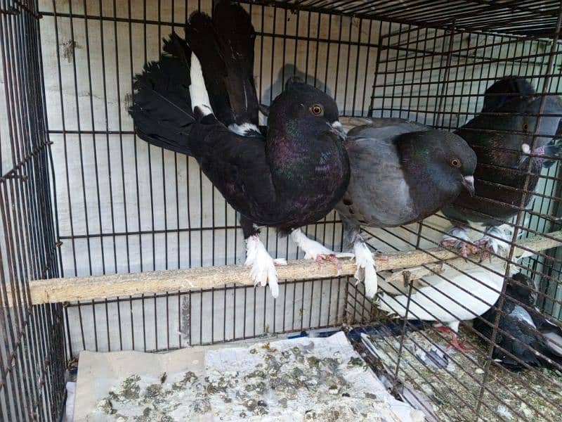 lacka pigeon  2 breeder pair's 1 pair phatha for sale 5