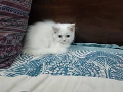 Persian Cat / Persian Kitten / Persian Triple Coated Cat Kitten
