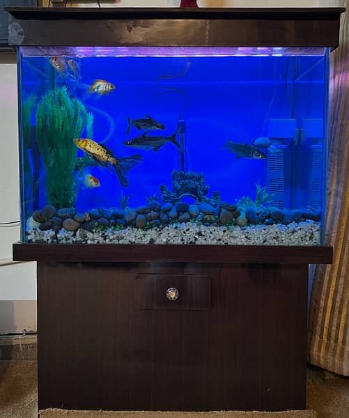 Aquarium with Fishes 1