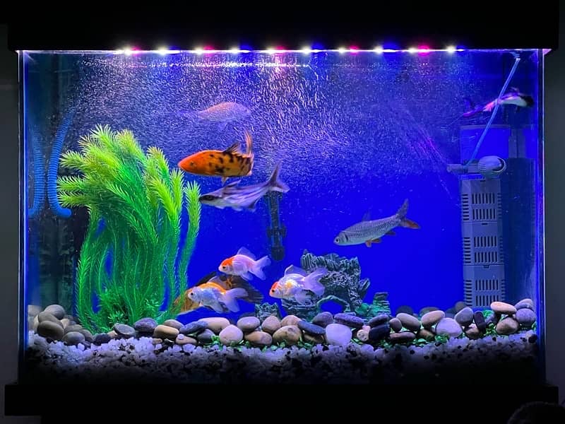 Aquarium with Fishes 2
