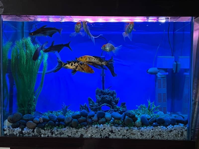 Aquarium with Fishes 3
