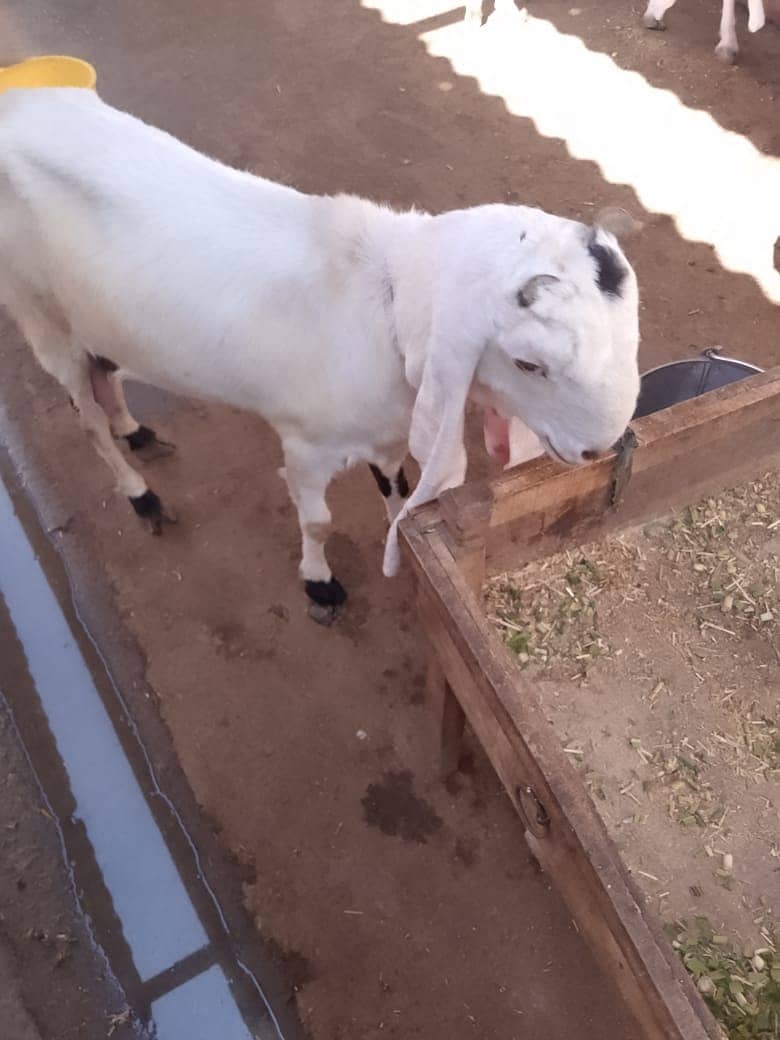 Goats for sale 3