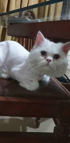Persian cat female with mixed eyes