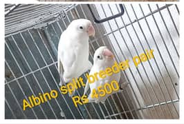 Albino split breeder pair + Blue split ino breeder pair with chick