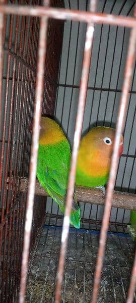 love bird pair 3