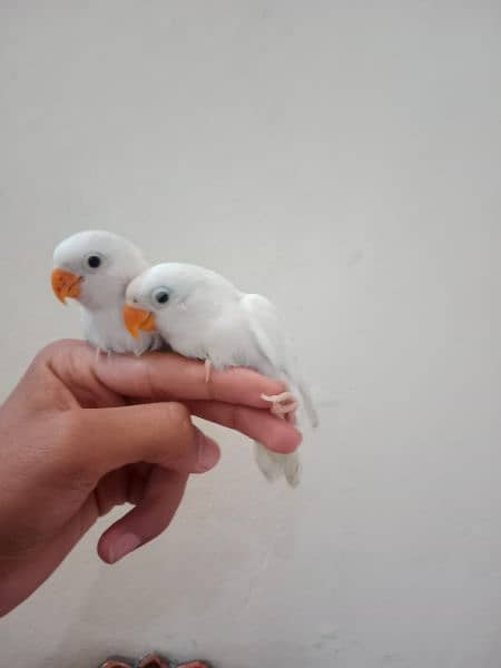 love birds 1