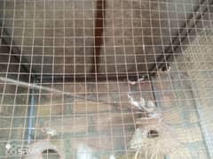 finches and banglies with cage all are breeders pairs