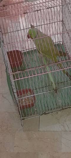 Ringneck Parrot Male