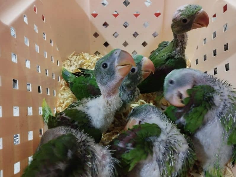 Alexander and African Grey chicks 11
