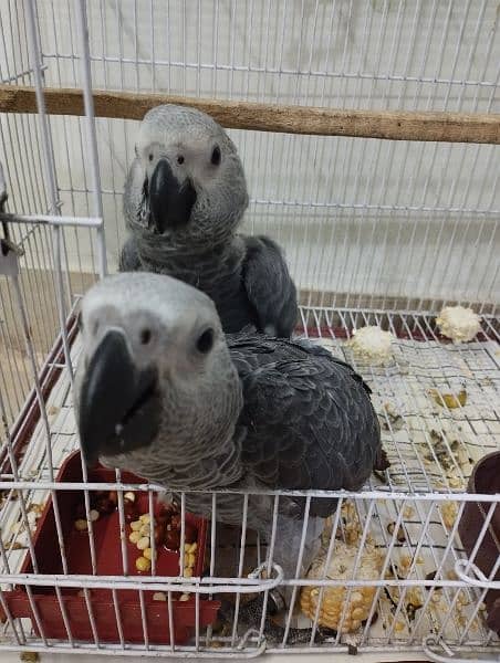Alexander and African Grey chicks 12