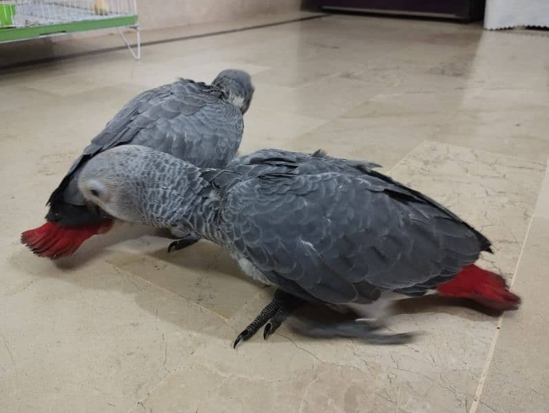 Alexander and African Grey chicks 13