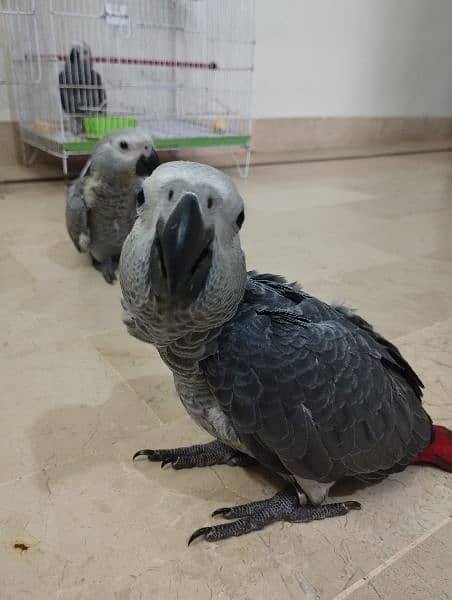 Alexander and African Grey chicks 15