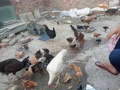Golden Misri Desi Aseel Cross Chicks & Hens