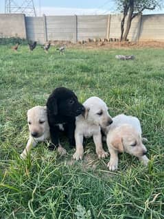 labrador puppies one month for sale