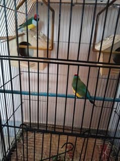 gouldian finches