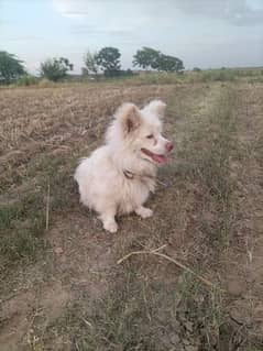 rusion poodle dog for sale