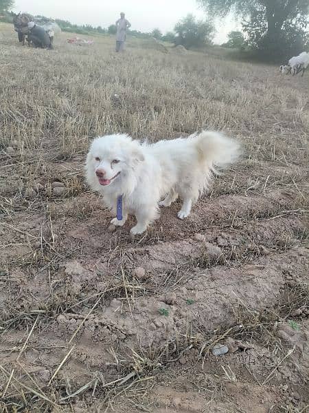 rusion poodle dog for sale 3