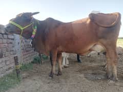 2 cows for sale 03005320826