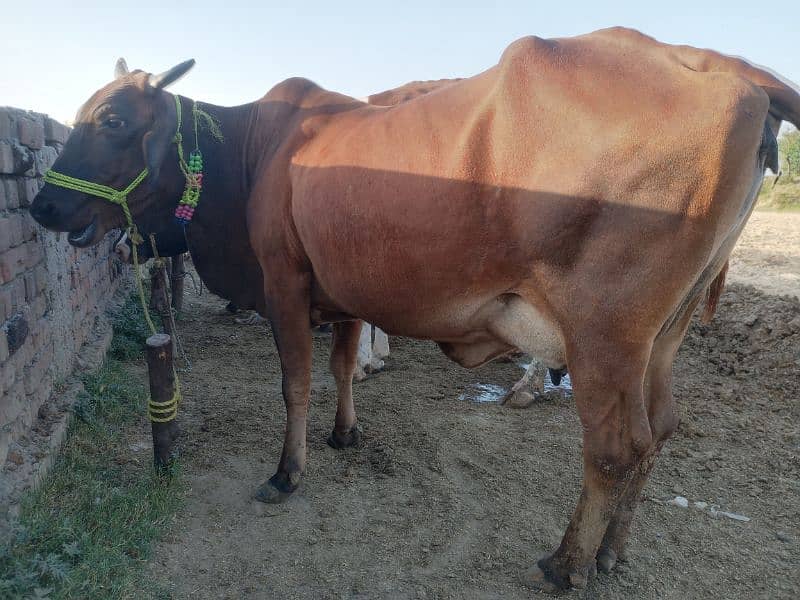 2 cows for sale 03005320826 1