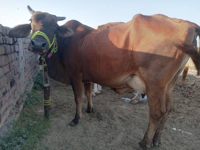 2 cows for sale 03005320826 2