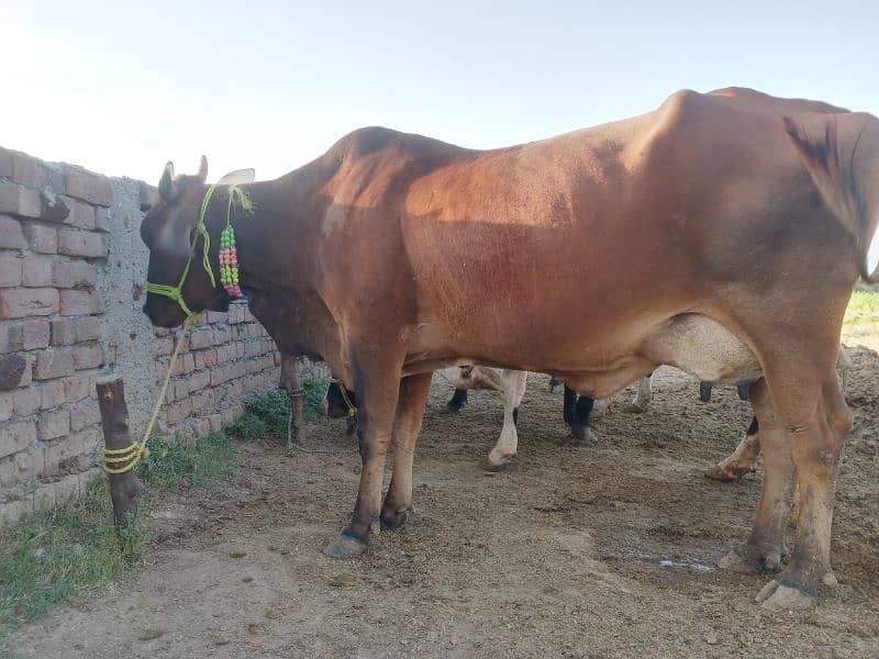 2 cows for sale 03005320826 3